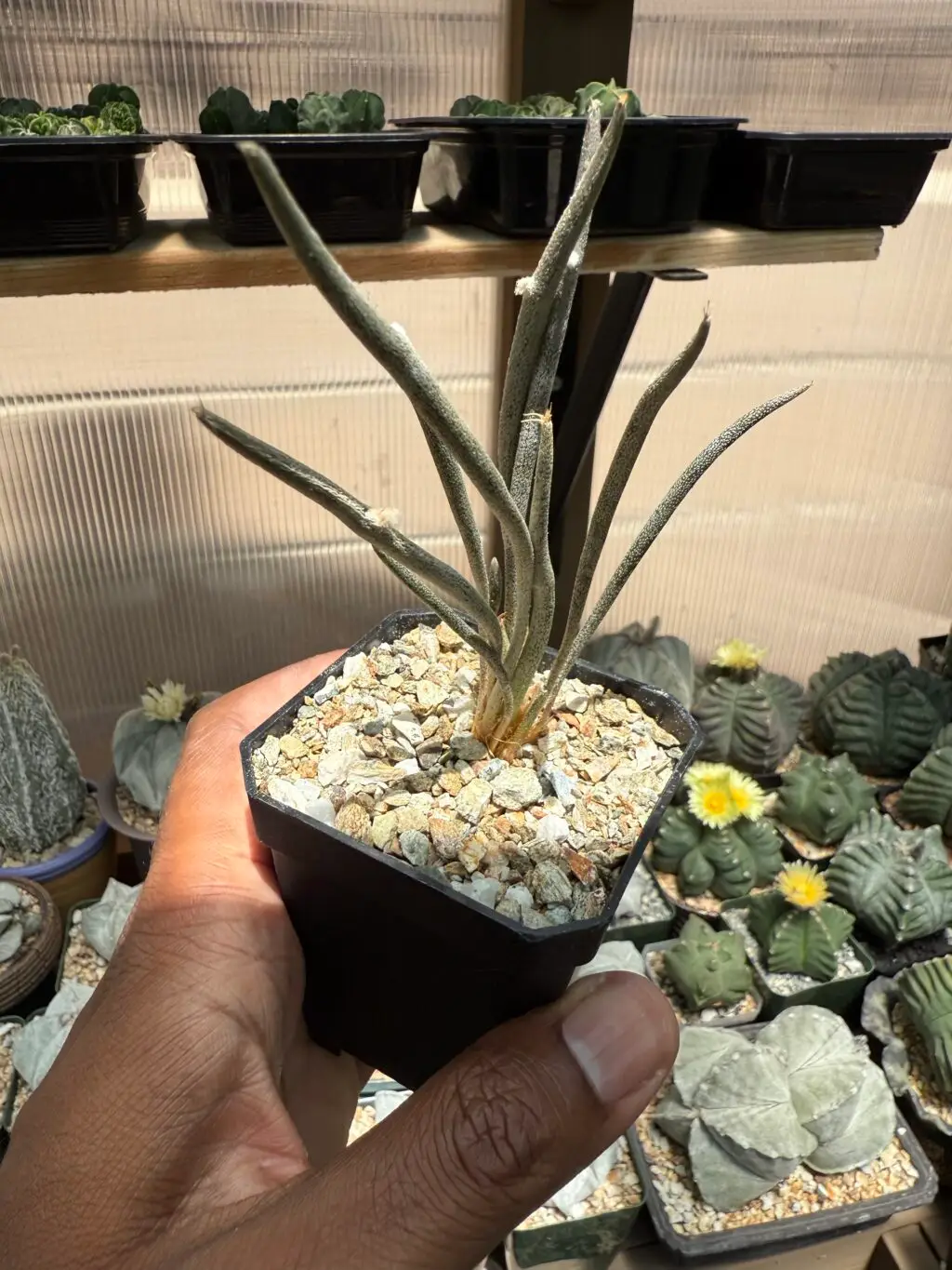 Astrophytum caput-medusae