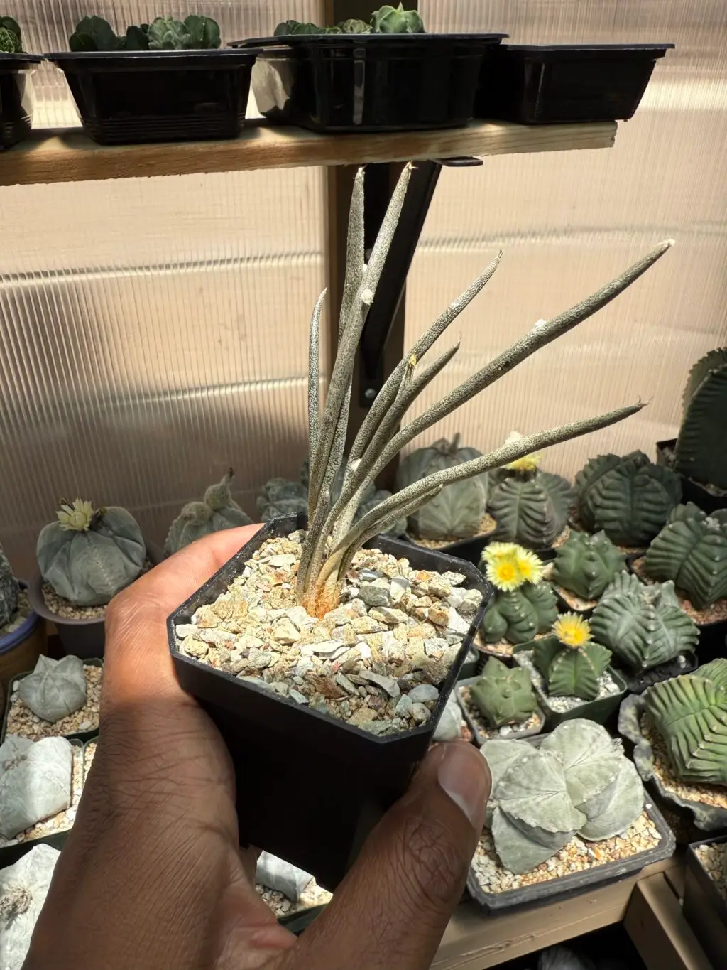 Astrophytum caput-medusae - Image 2
