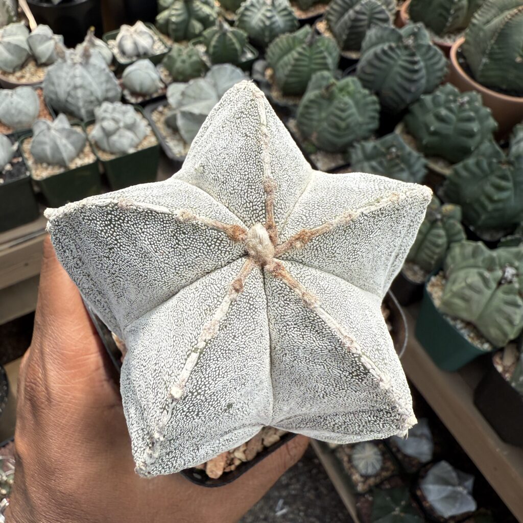 Astrophytum myriostigma Onzuka