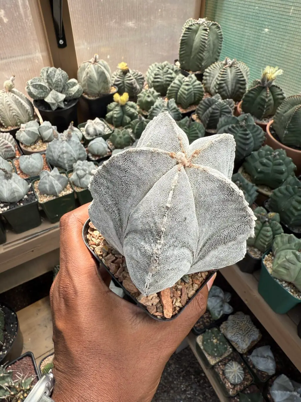 Astrophytum myriostigma Onzuka - Image 3