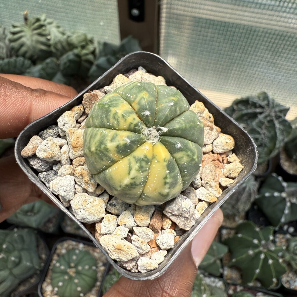 Astrophytum asterias Variegated
