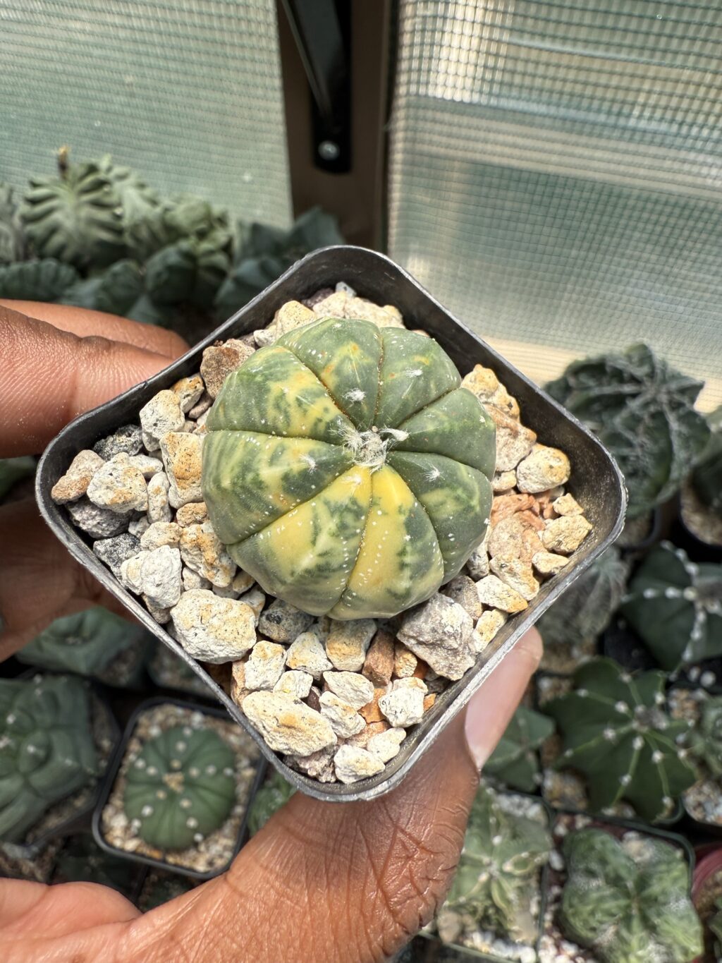 Astrophytum asterias Variegated