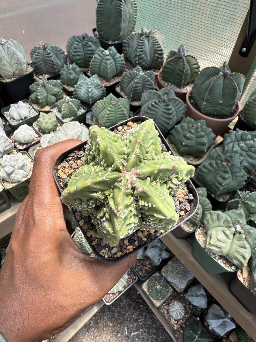 Astrophytum myriostigma cv. Fukuryu - Image 3