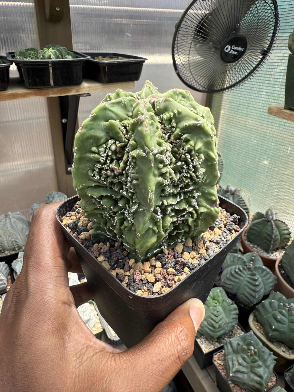 Astrophytum myriostigma cv. Fukuryu - Image 2