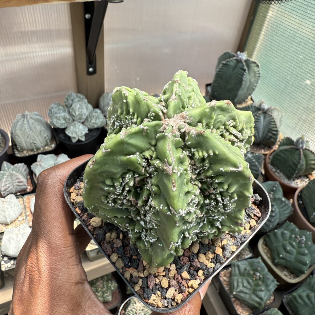 Astrophytum myriostigma cv. Fukuryu