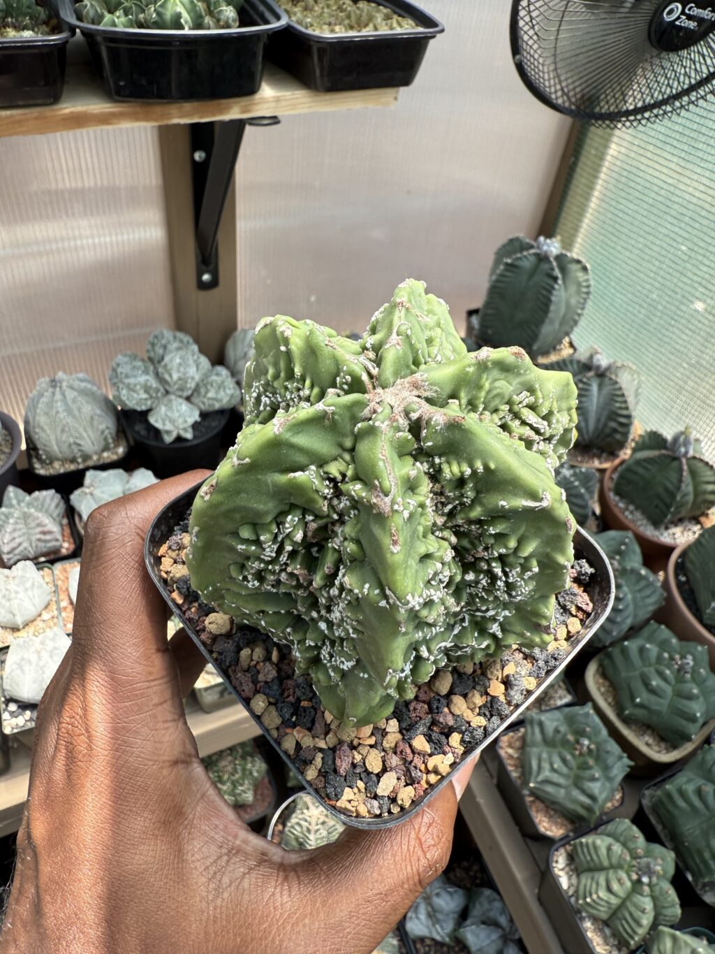 Astrophytum myriostigma cv. Fukuryu