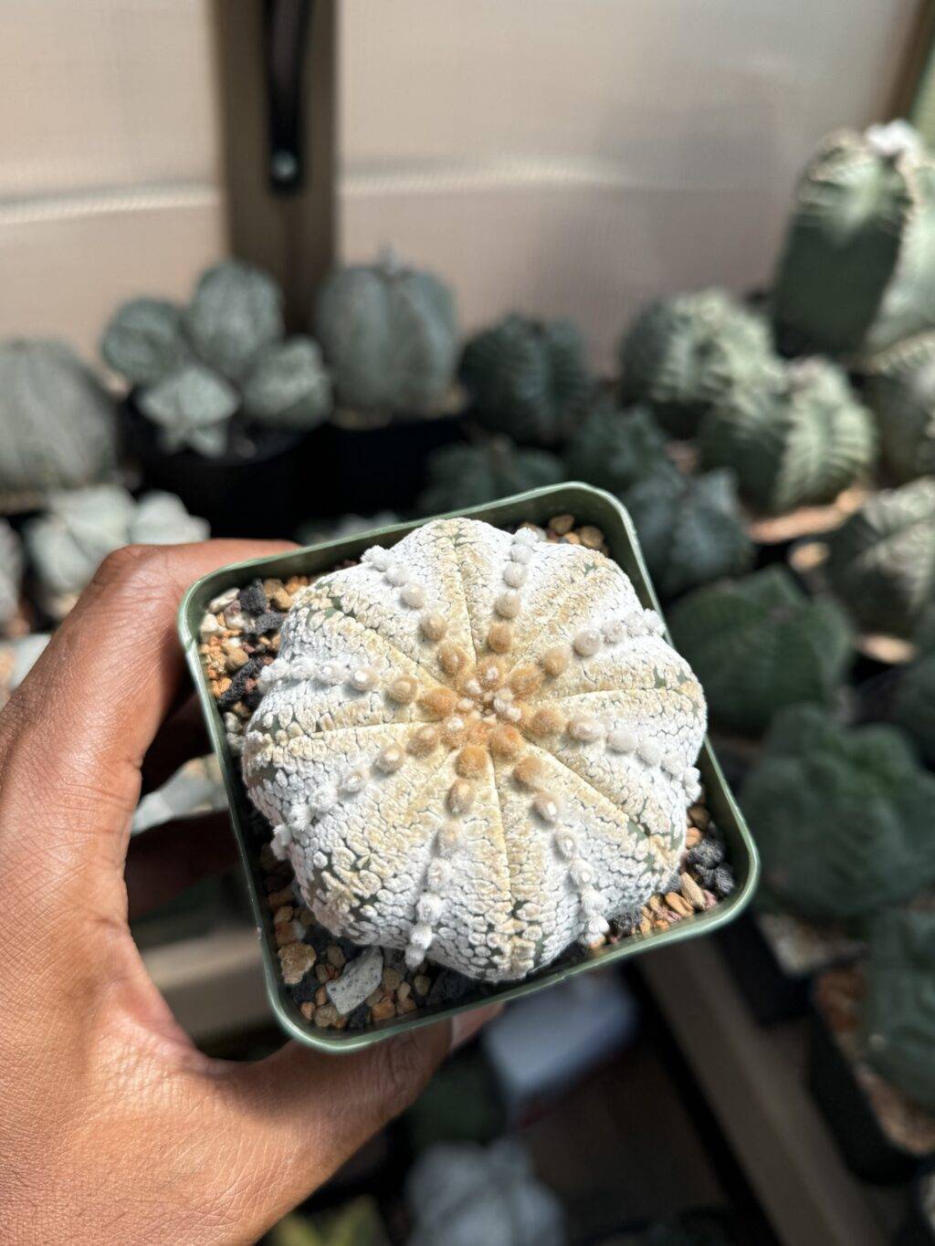 Astrophytum asterias cv. Superkabuto “Snow” - Image 4