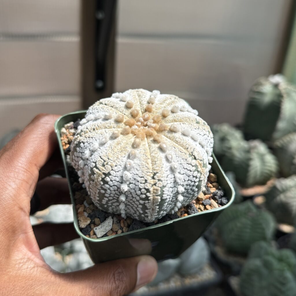 Astrophytum asterias cv. Superkabuto “Snow”
