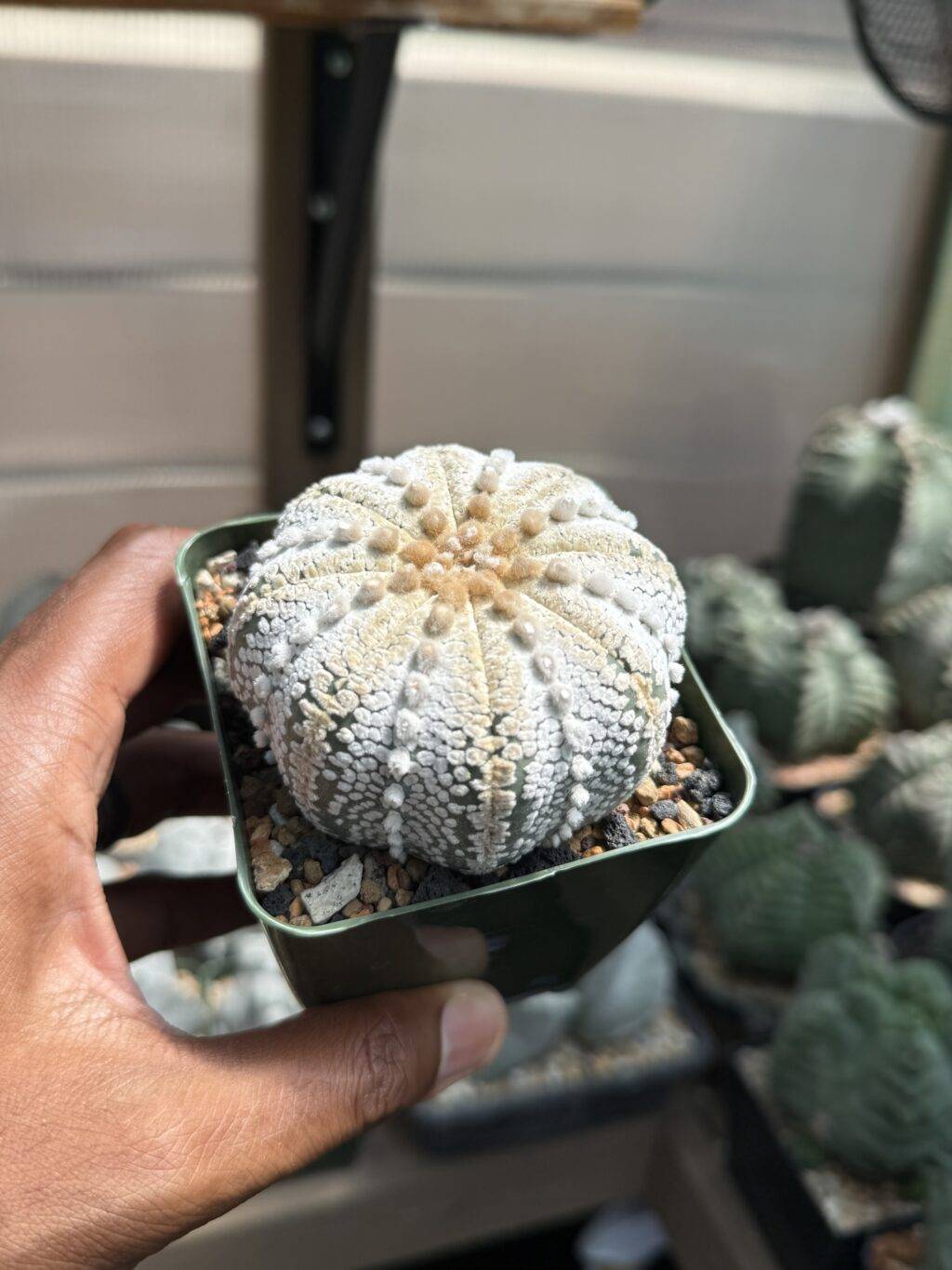 Astrophytum asterias cv. Superkabuto “Snow”