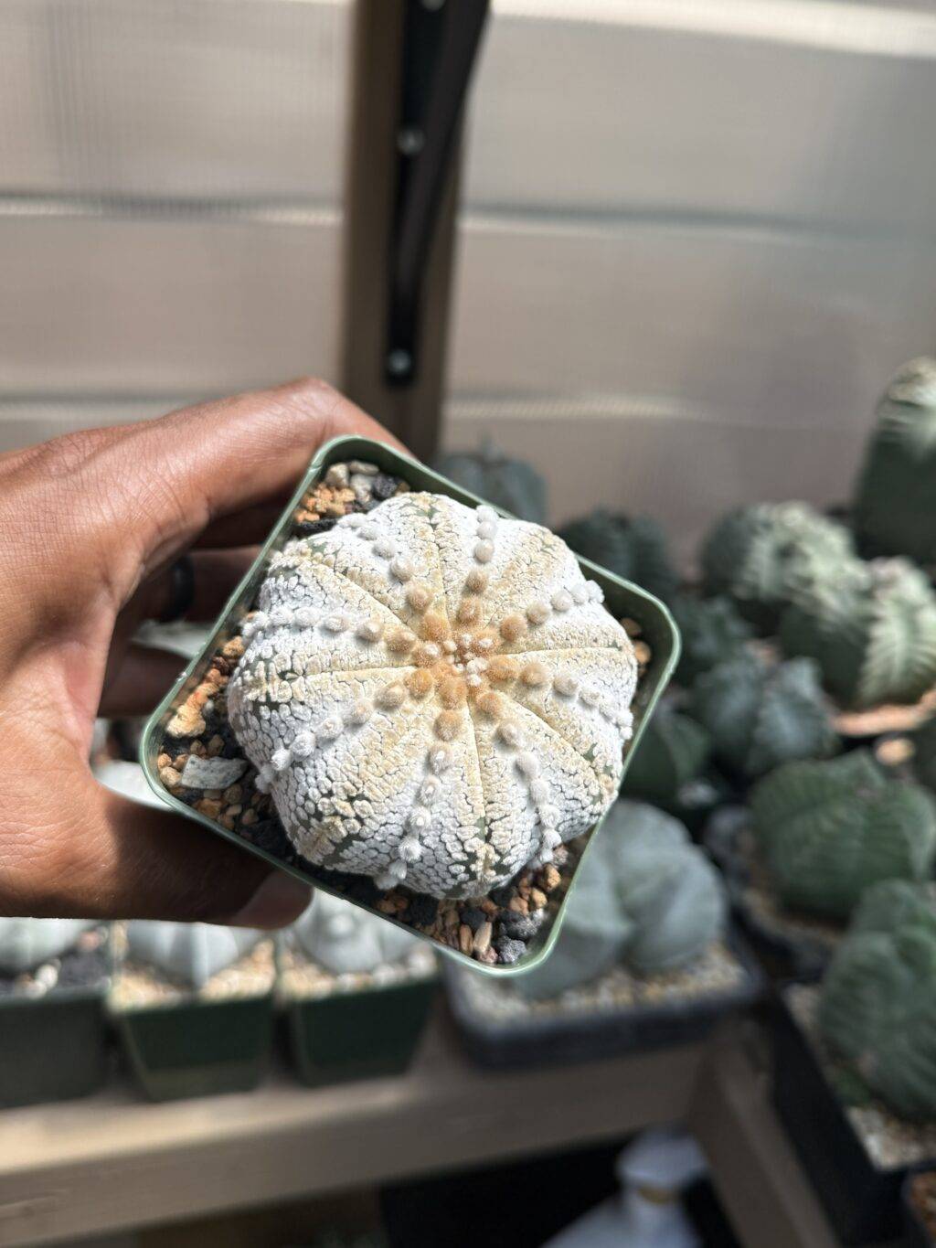 Astrophytum asterias cv. Superkabuto “Snow” - Image 3