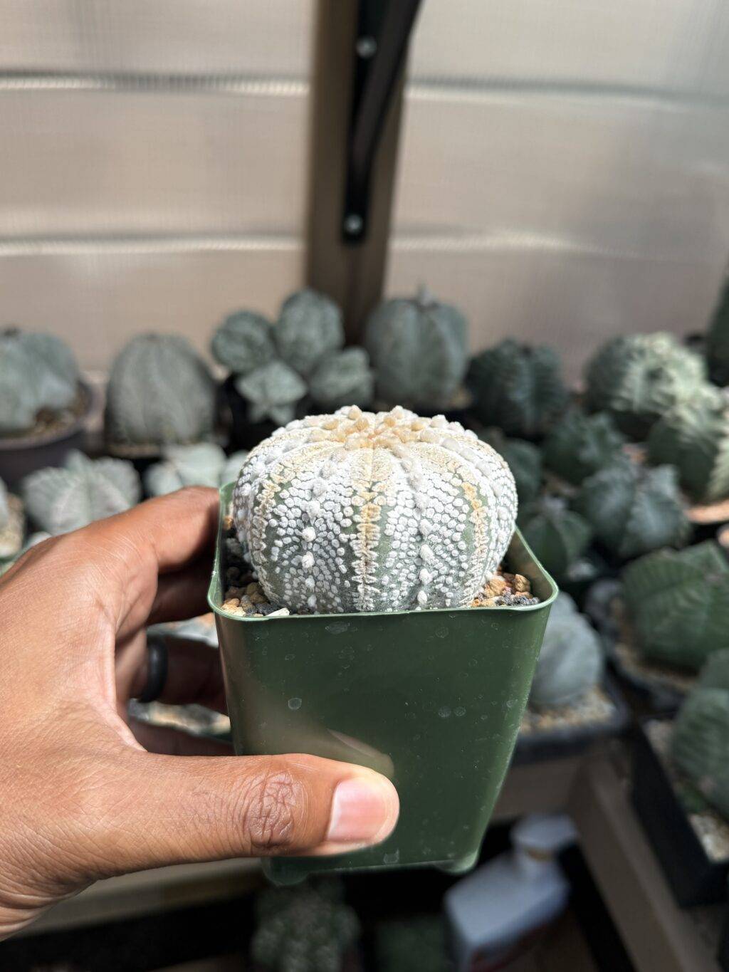 Astrophytum asterias cv. Superkabuto “Snow” - Image 2