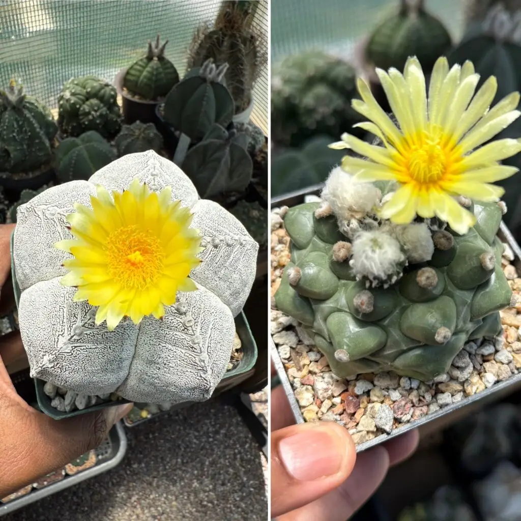 Astrophytum myriostigma X asterias cv. Onzuka Kikko 10+ Seeds