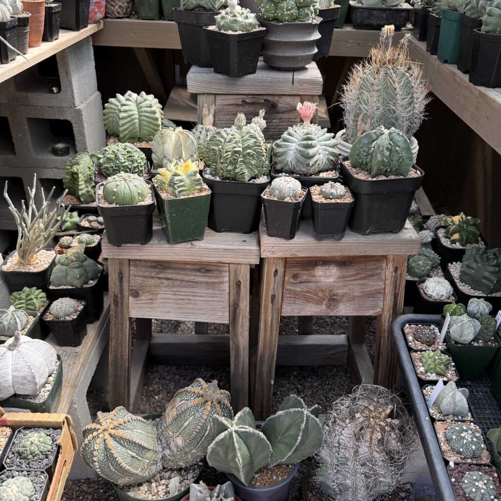 Bakersuccs Greenhouse Astro Seed Mix 100+