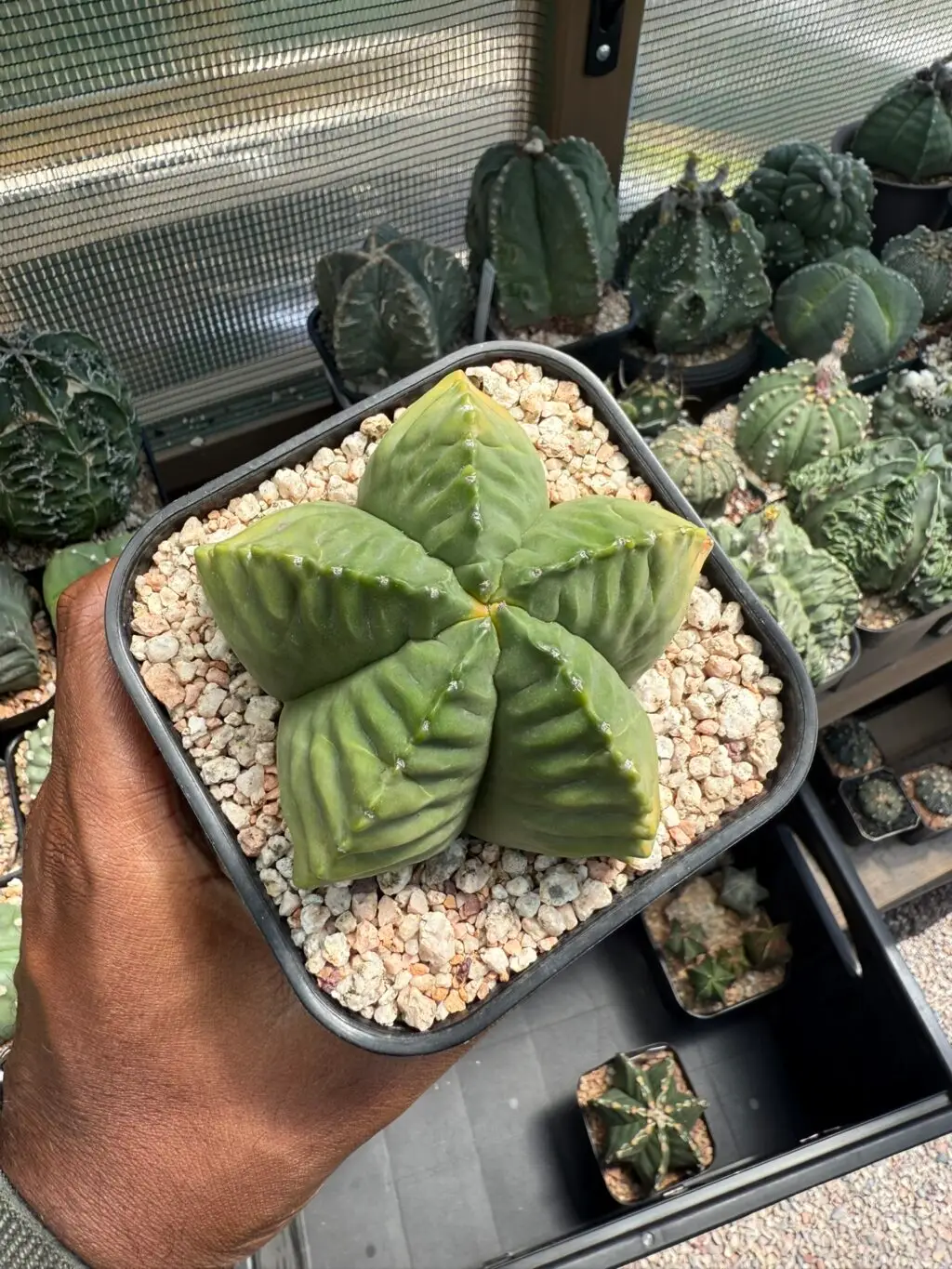 Astrophytum myriostigma cv. Kikko Kohyo - Image 3