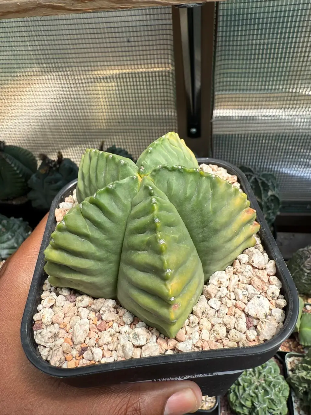 Astrophytum myriostigma cv. Kikko Kohyo - Image 2