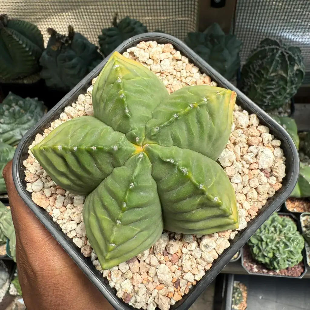 Astrophytum myriostigma cv. Kikko Kohyo