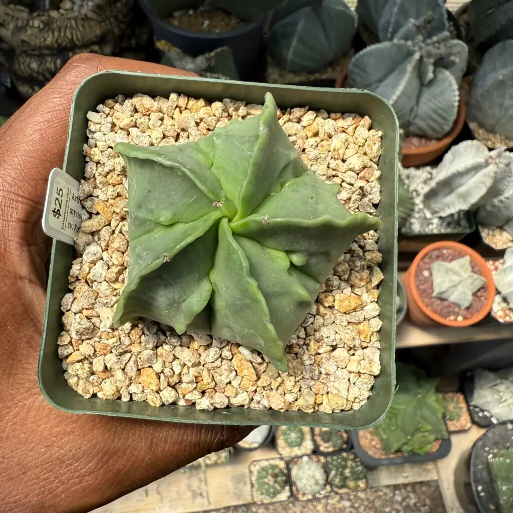 Astrophytum myriostigma cv. Fukuryu