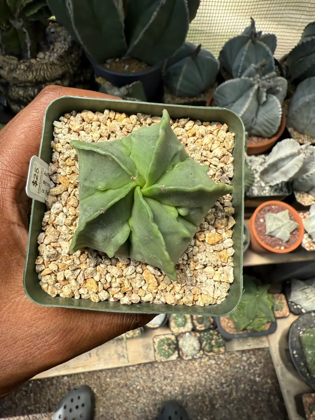 Astrophytum myriostigma cv. Fukuryu
