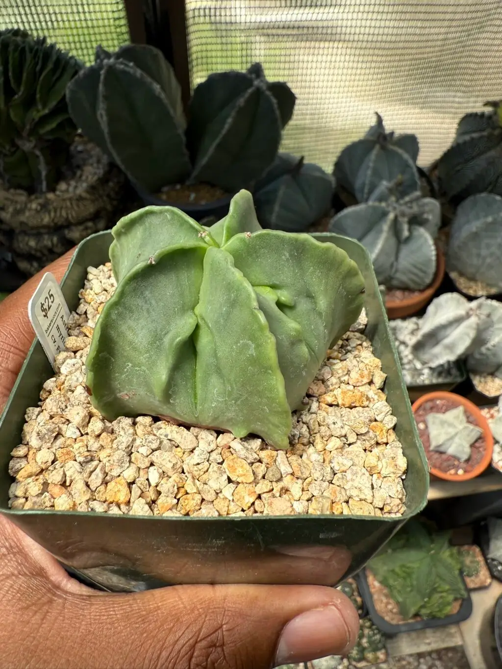 Astrophytum myriostigma cv. Fukuryu - Image 3