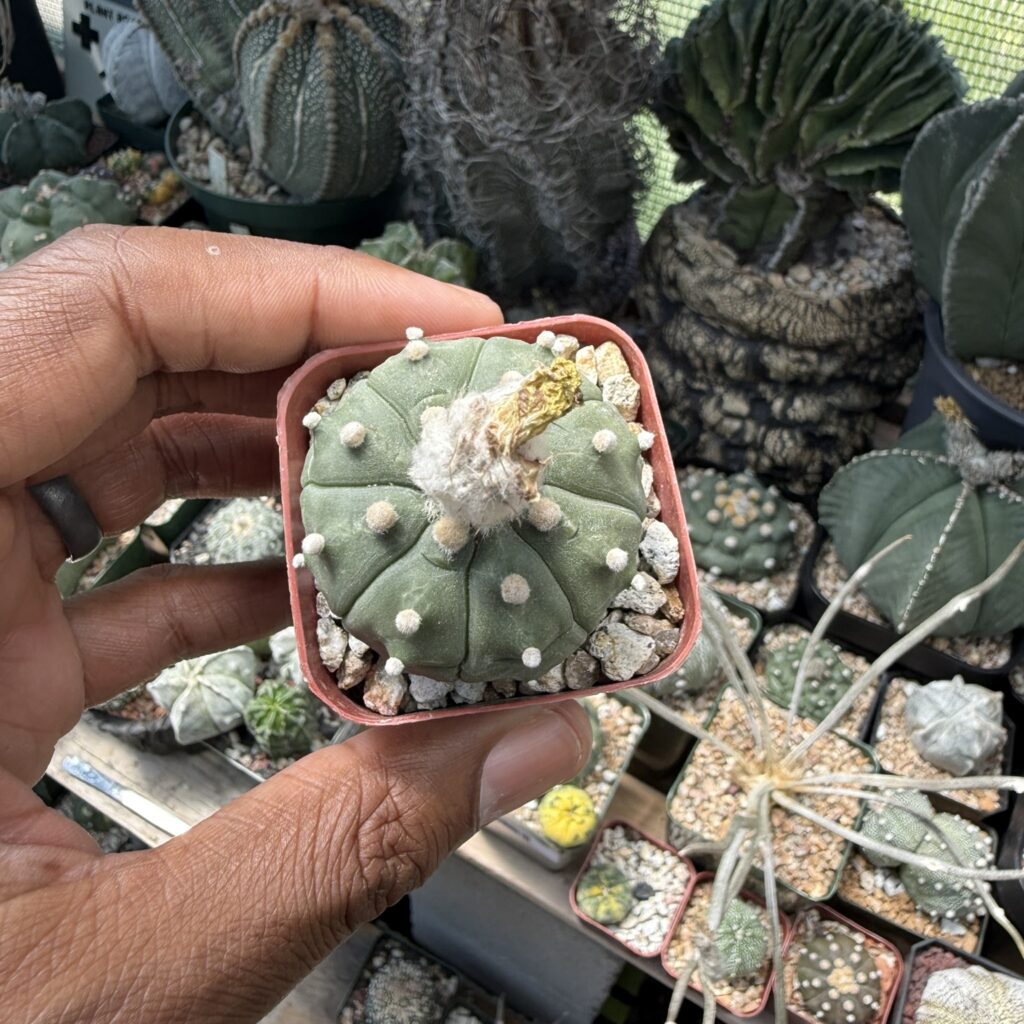 Astrophytum asterias