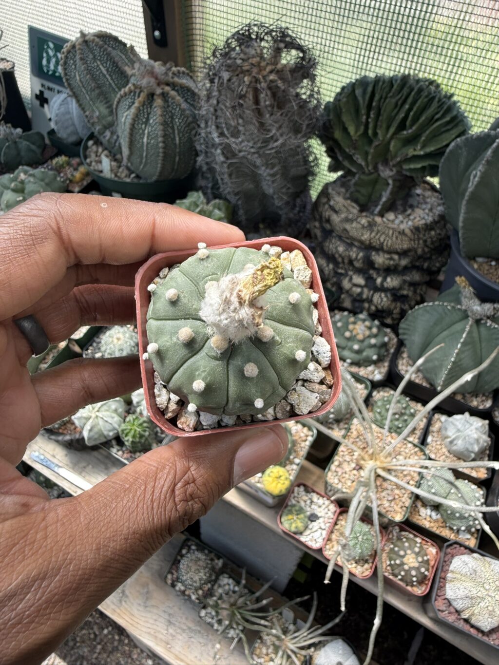 Astrophytum asterias
