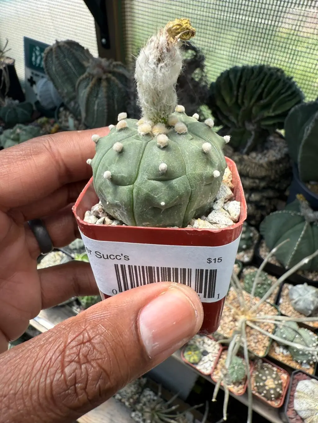 Astrophytum asterias - Image 2