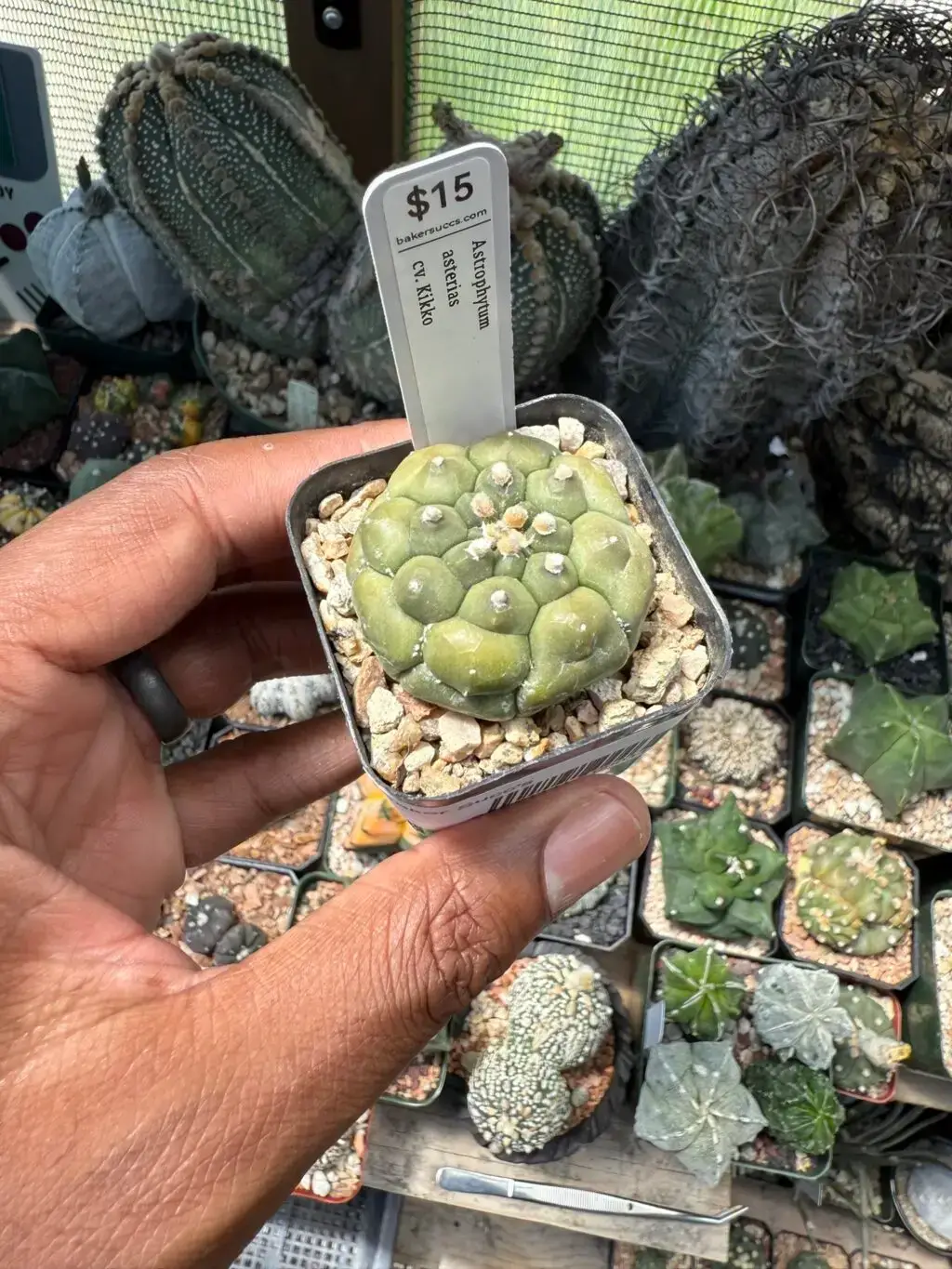 Astrophytum asterias cv. Kikko - Image 2