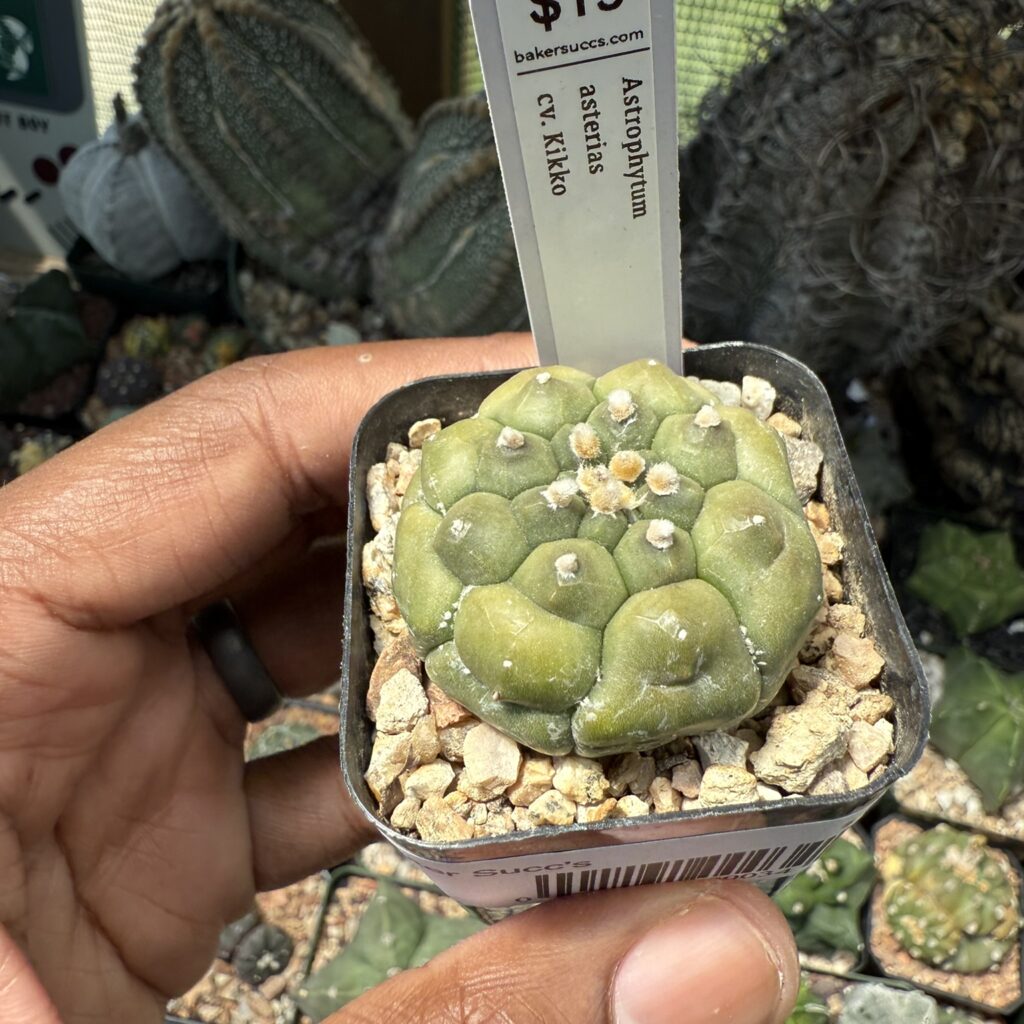 Astrophytum asterias cv. Kikko