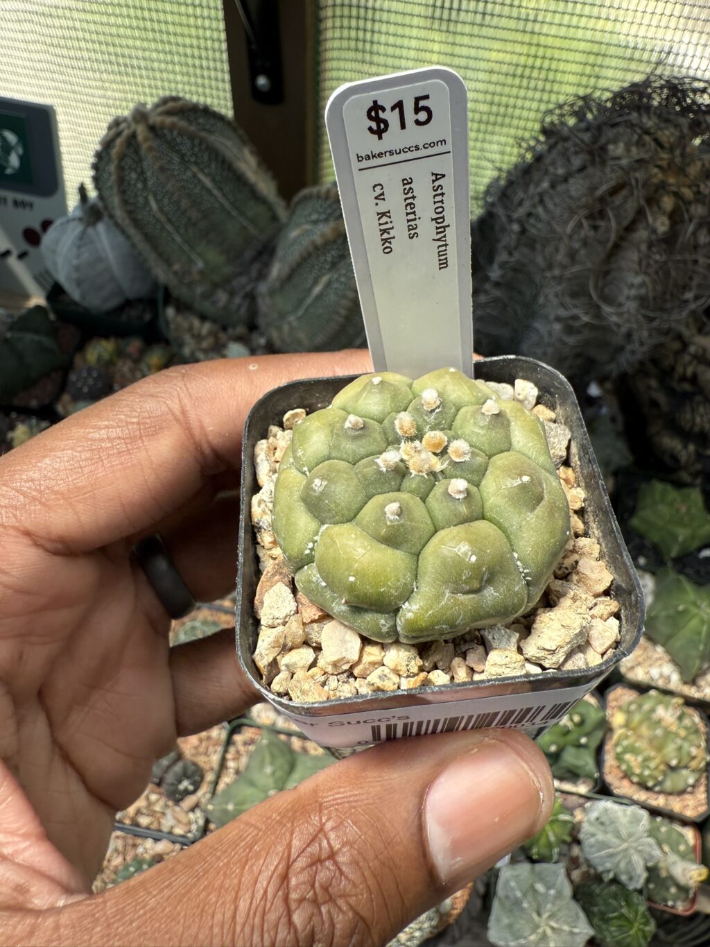 Astrophytum asterias cv. Kikko
