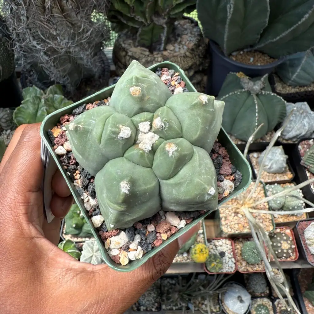 Astrophytum myriostigma cv. Kikko nudum
