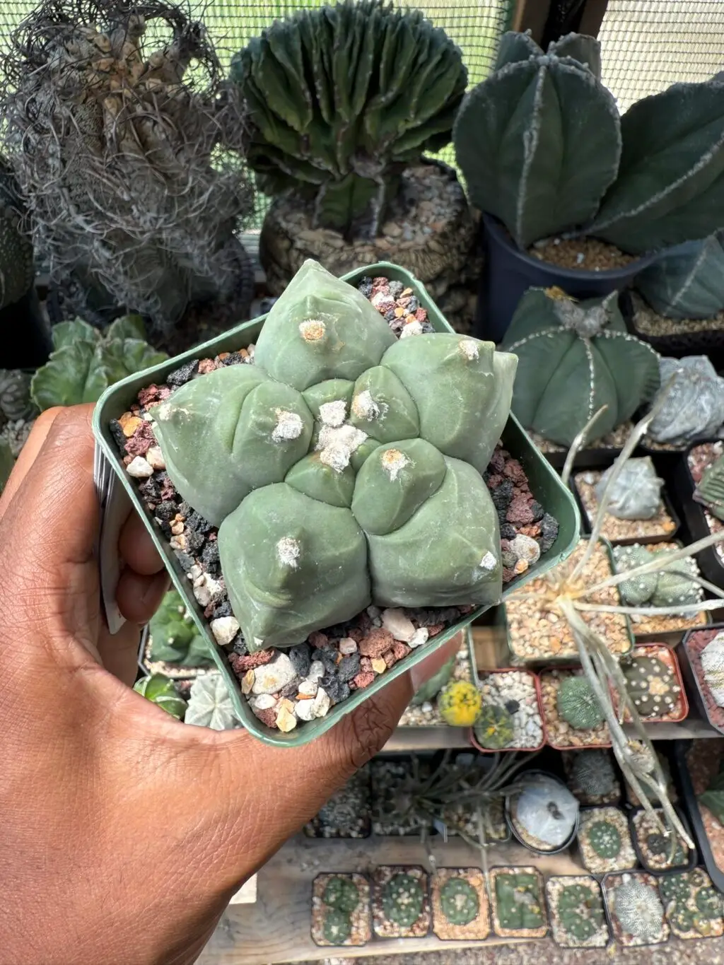 Astrophytum myriostigma cv. Kikko nudum