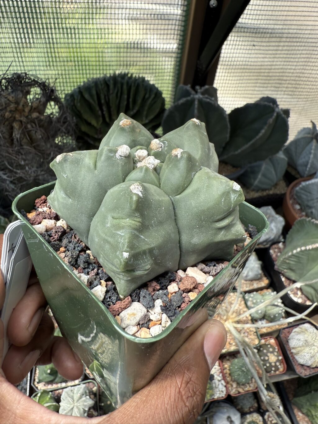 Astrophytum myriostigma cv. Kikko nudum - Image 2