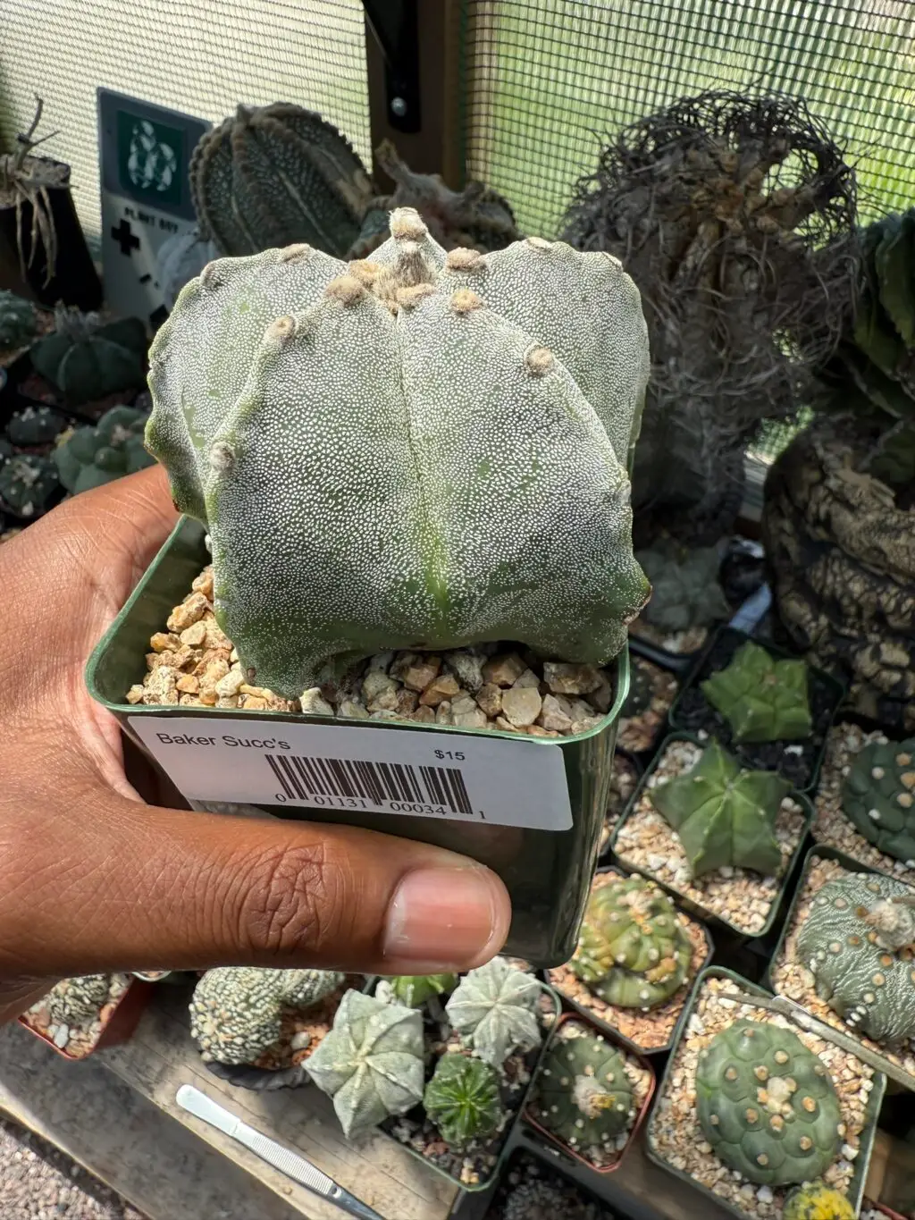 Astrophytum myriostigma - Image 2