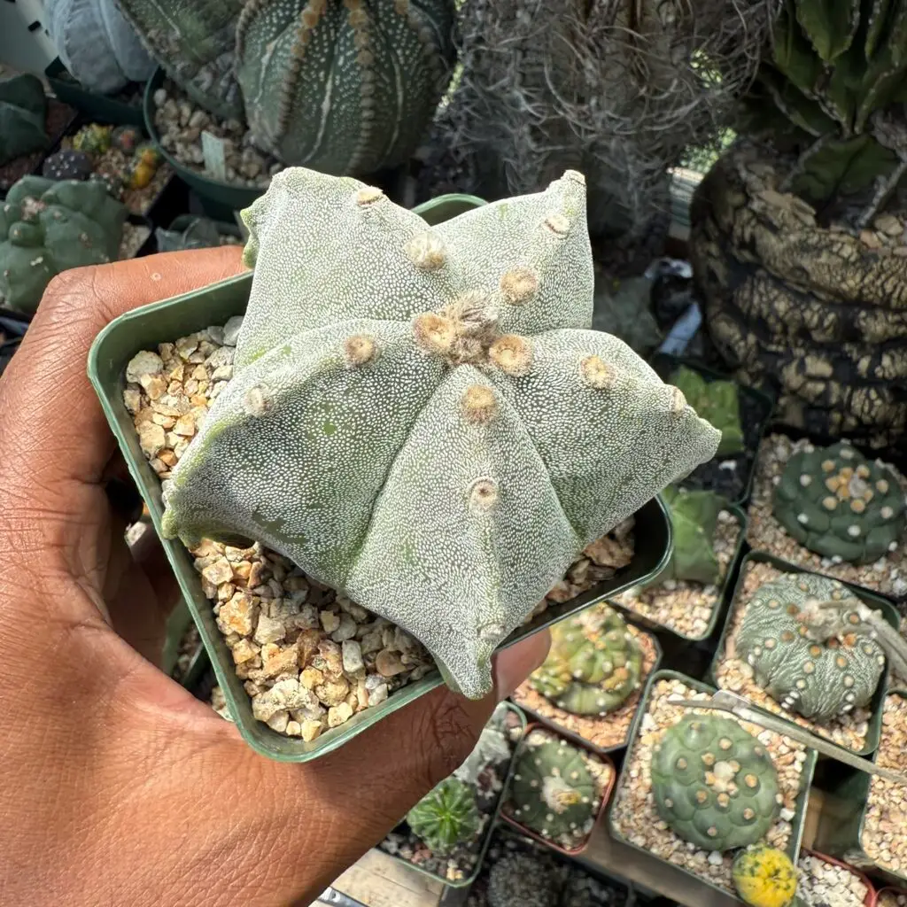 Astrophytum myriostigma