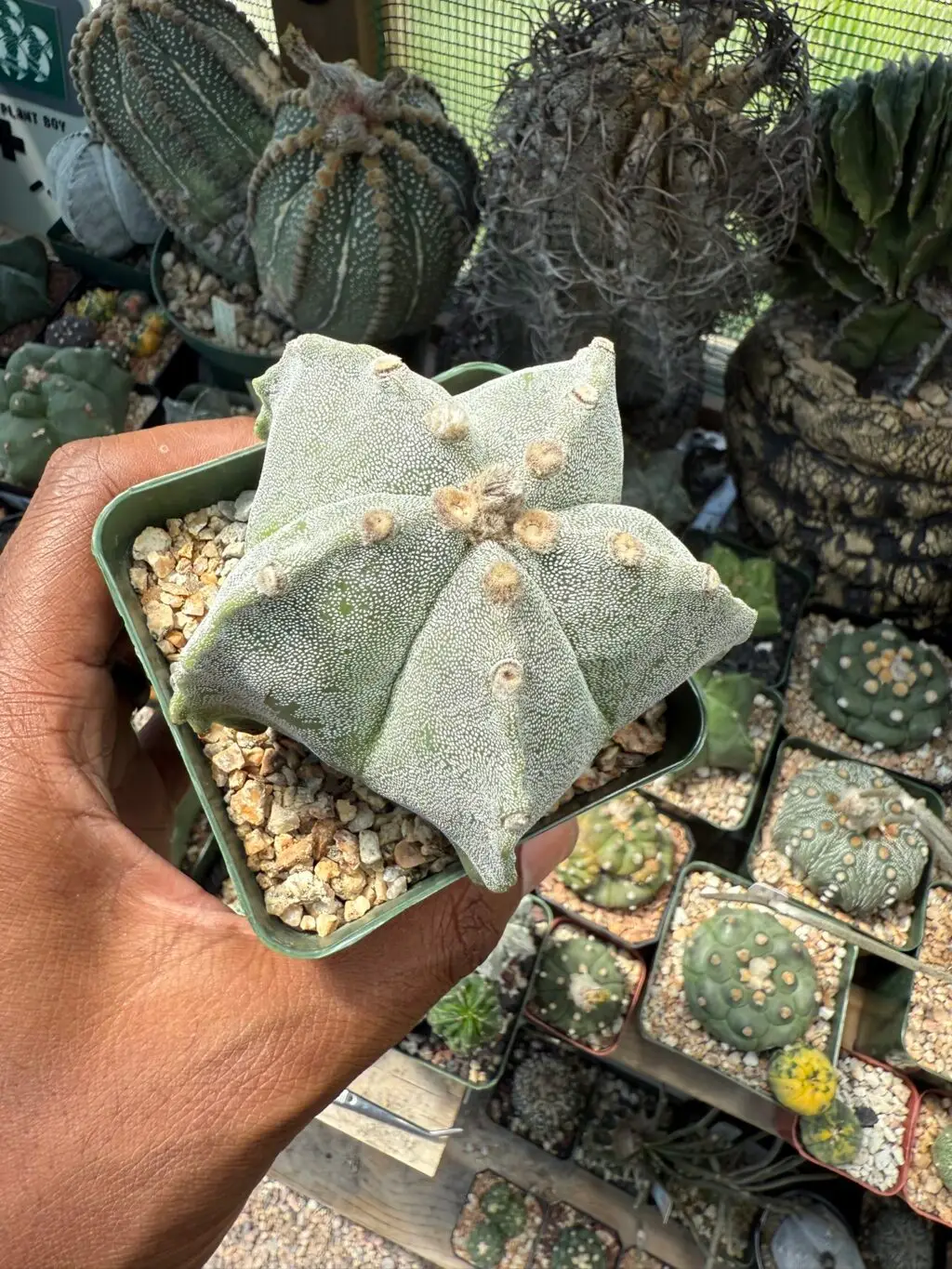 Astrophytum myriostigma