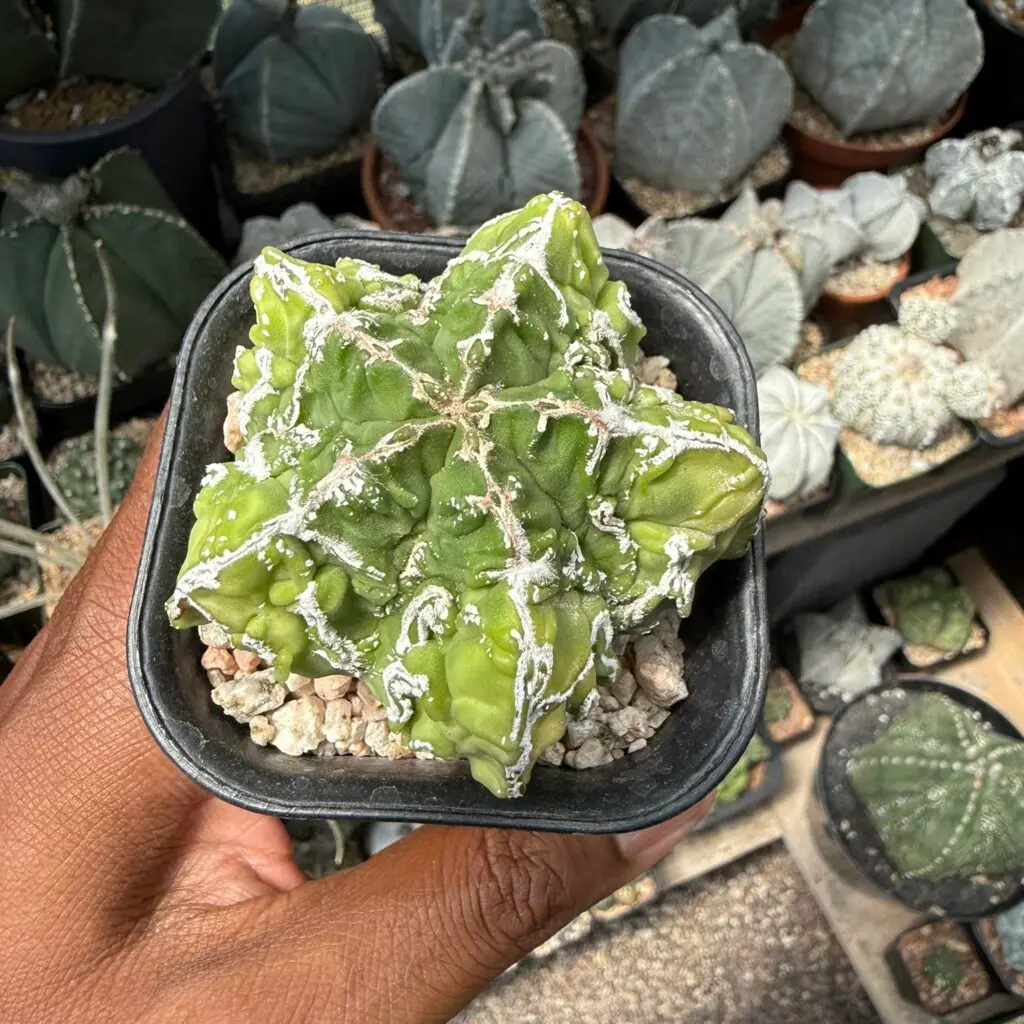 Astrophytum myriostigma cv. Fukuryu Hakujo