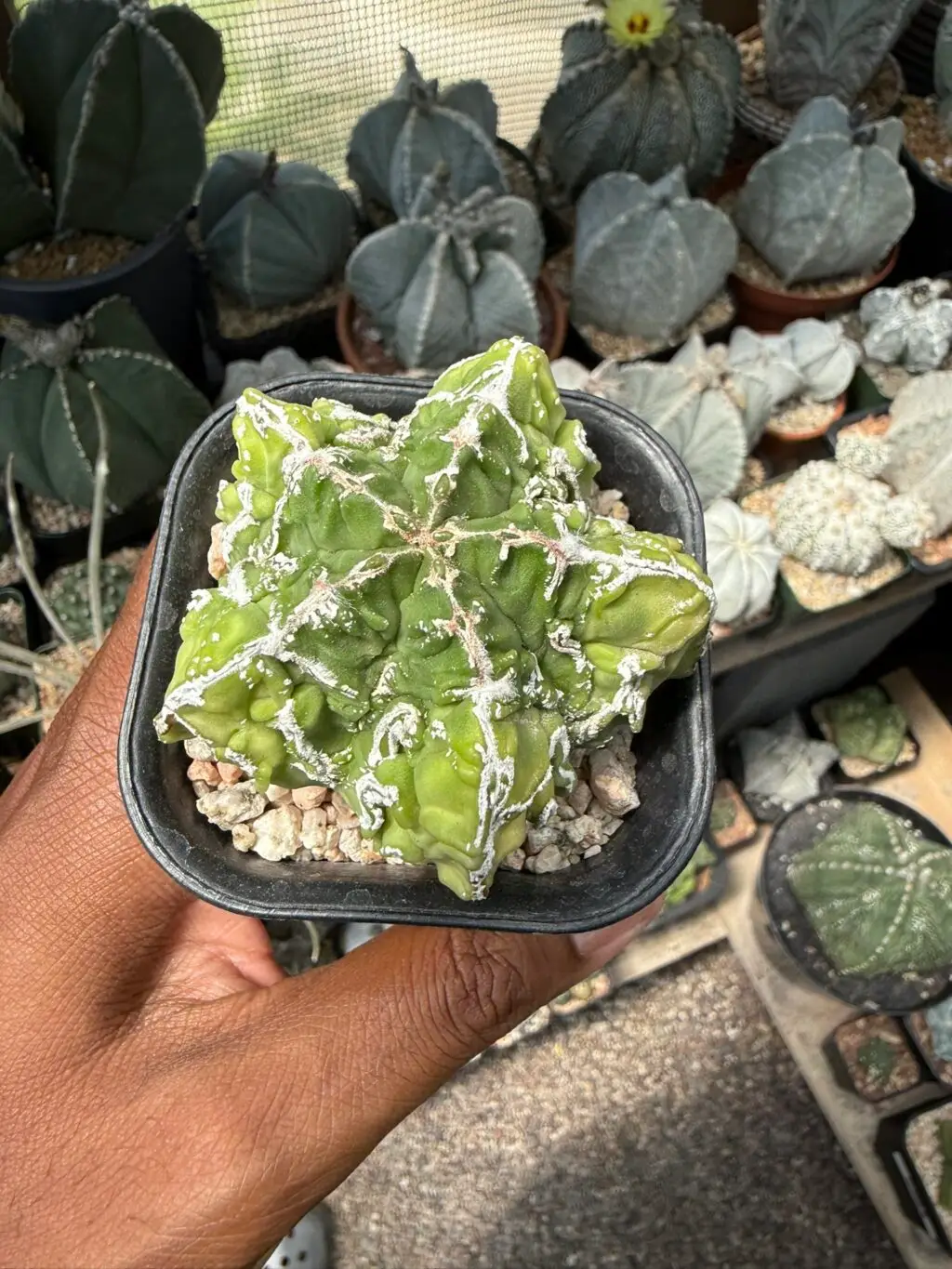 Astrophytum myriostigma cv. Fukuryu Hakujo