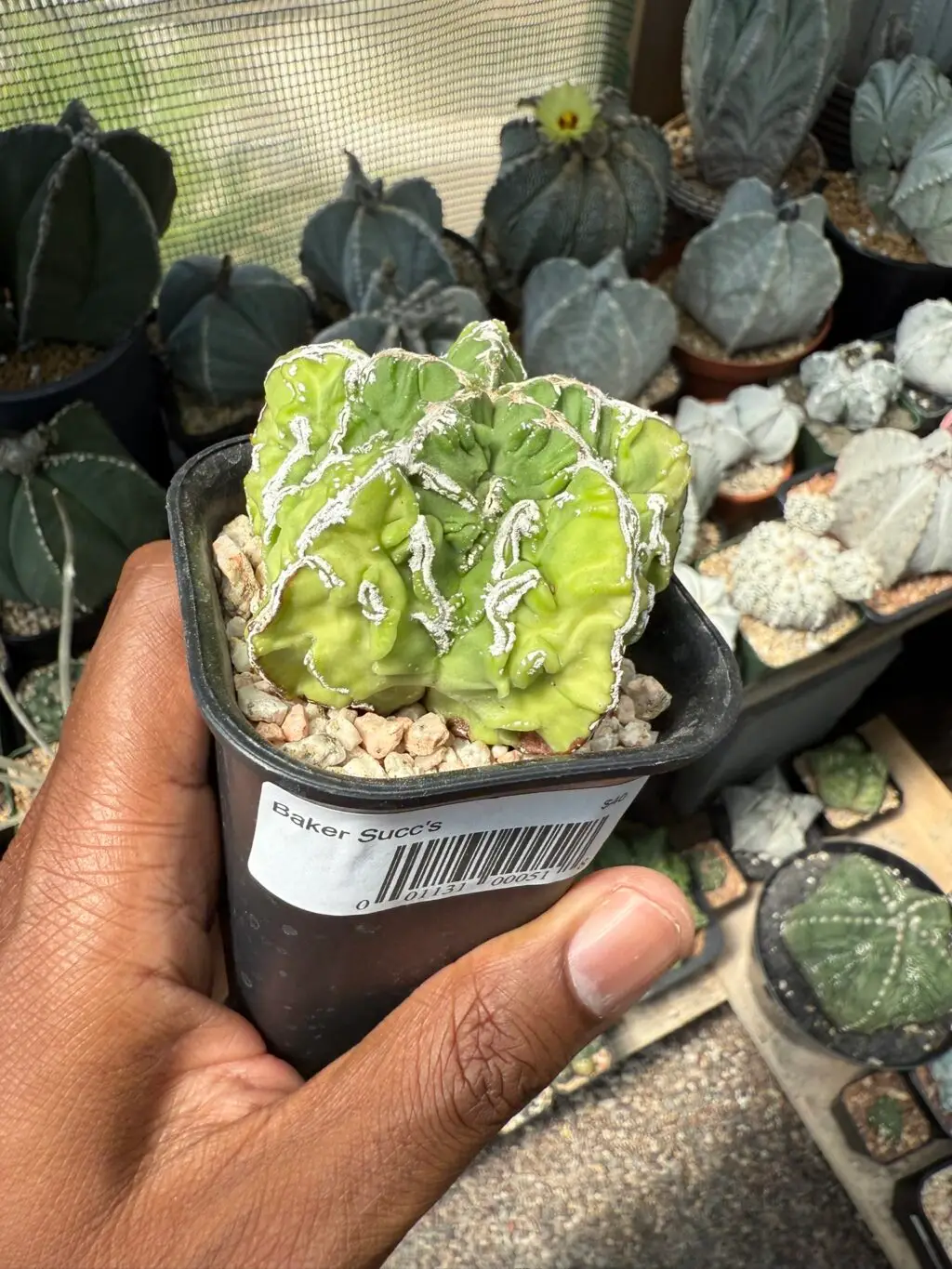 Astrophytum myriostigma cv. Fukuryu Hakujo - Image 3