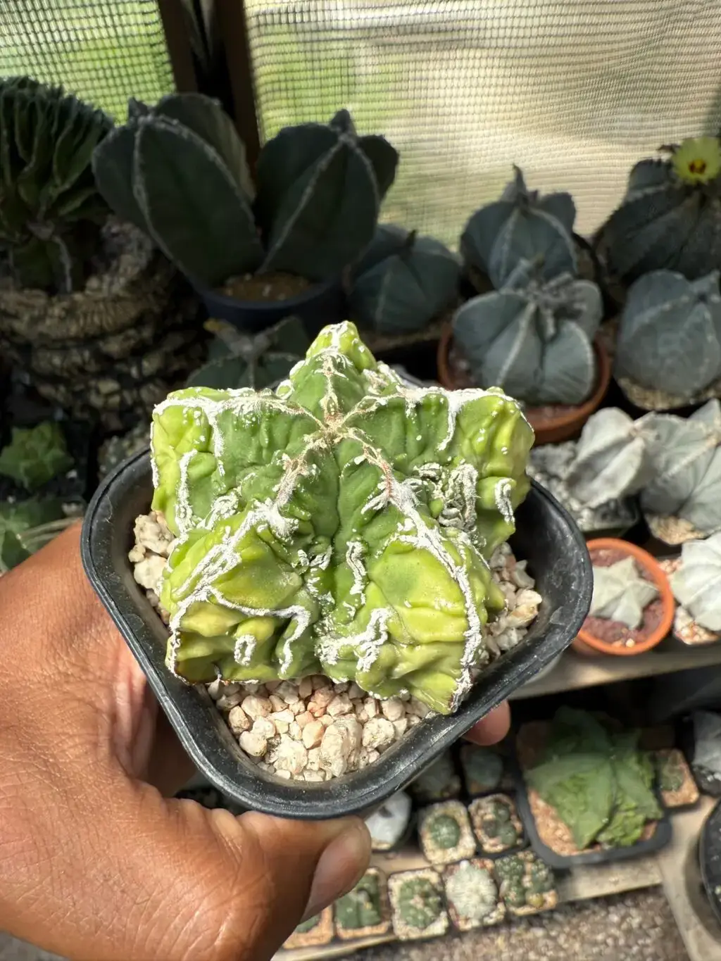 Astrophytum myriostigma cv. Fukuryu Hakujo - Image 2