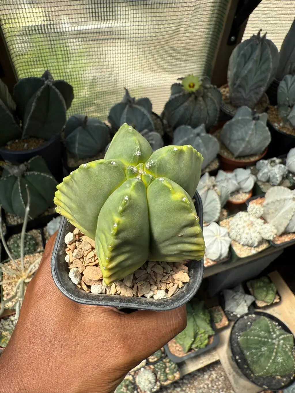 Astrophytum myriostigma cv. Kikko Kohyo - Image 2