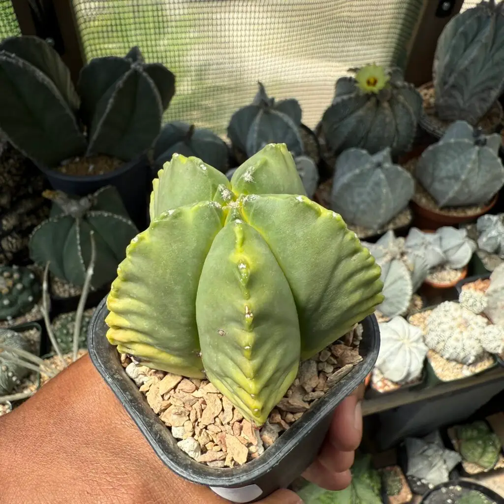 Astrophytum myriostigma cv. Kikko Kohyo