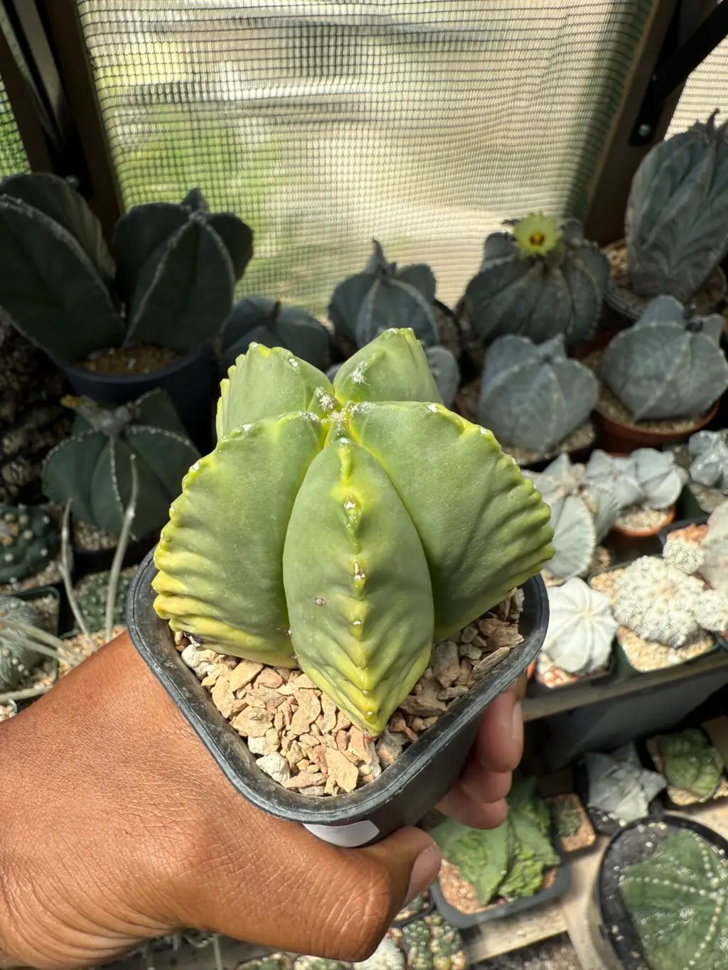 Astrophytum myriostigma cv. Kikko Kohyo