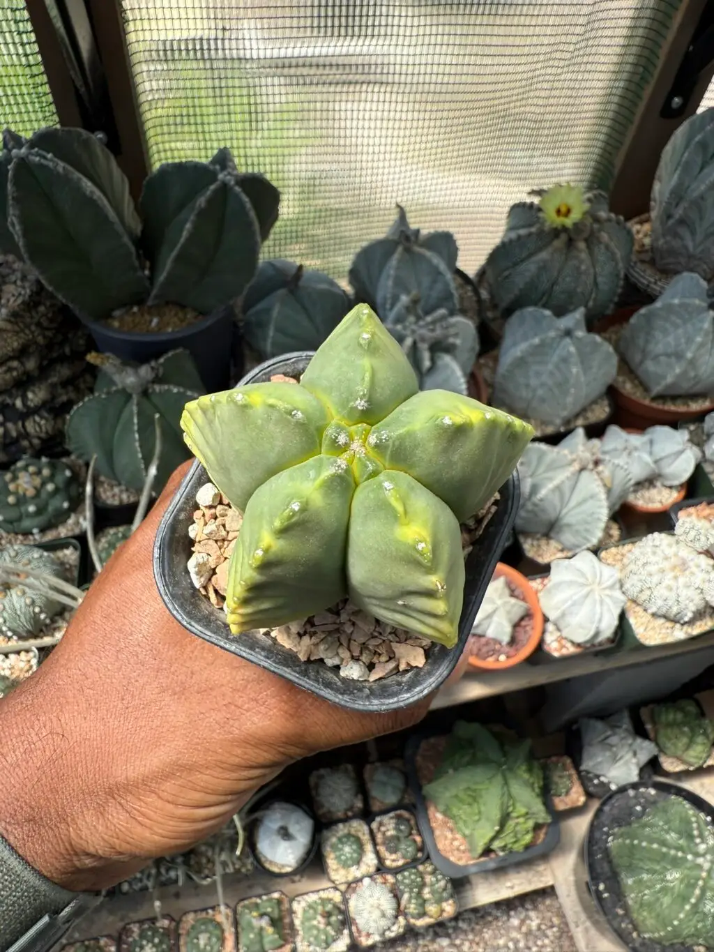 Astrophytum myriostigma cv. Kikko Kohyo - Image 3