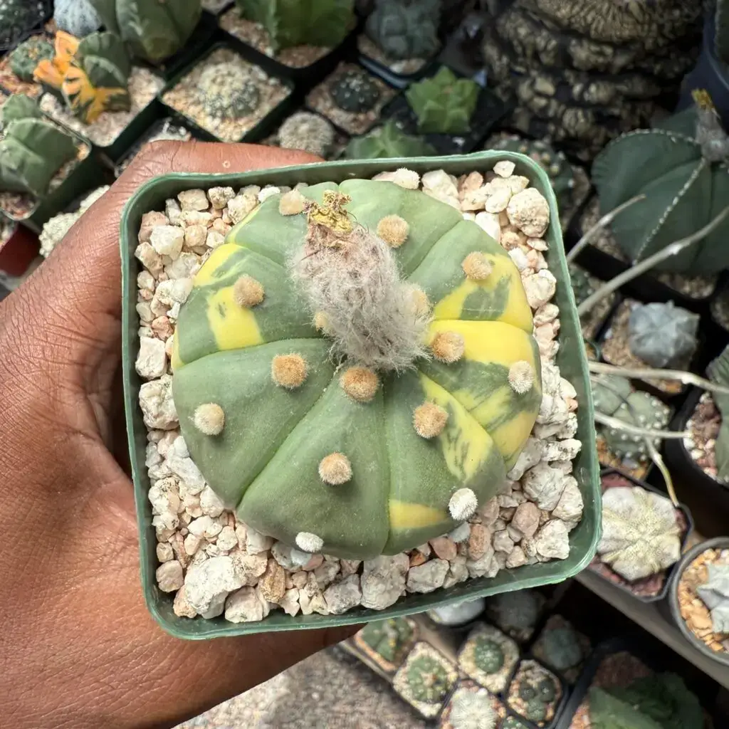Astrophytum asterias Variegated