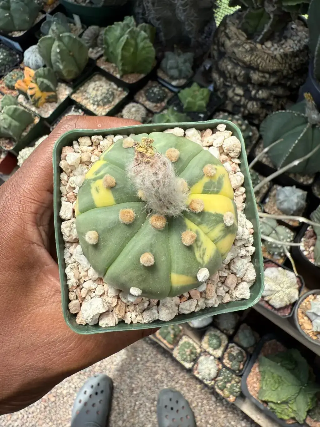 Astrophytum asterias Variegated