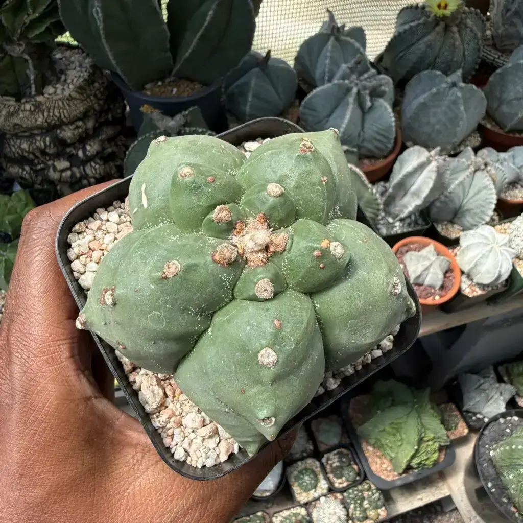 Astrophytum myriostigma cv. Kikko