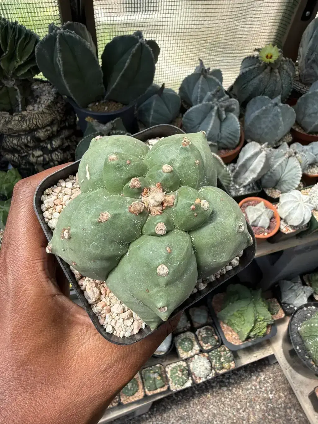 Astrophytum myriostigma cv. Kikko