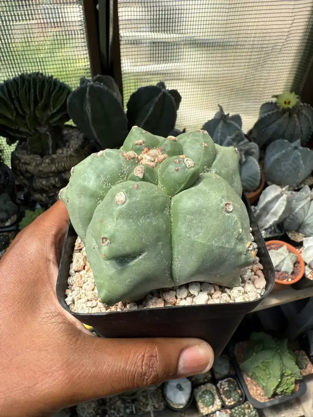 Astrophytum myriostigma cv. Kikko - Image 2