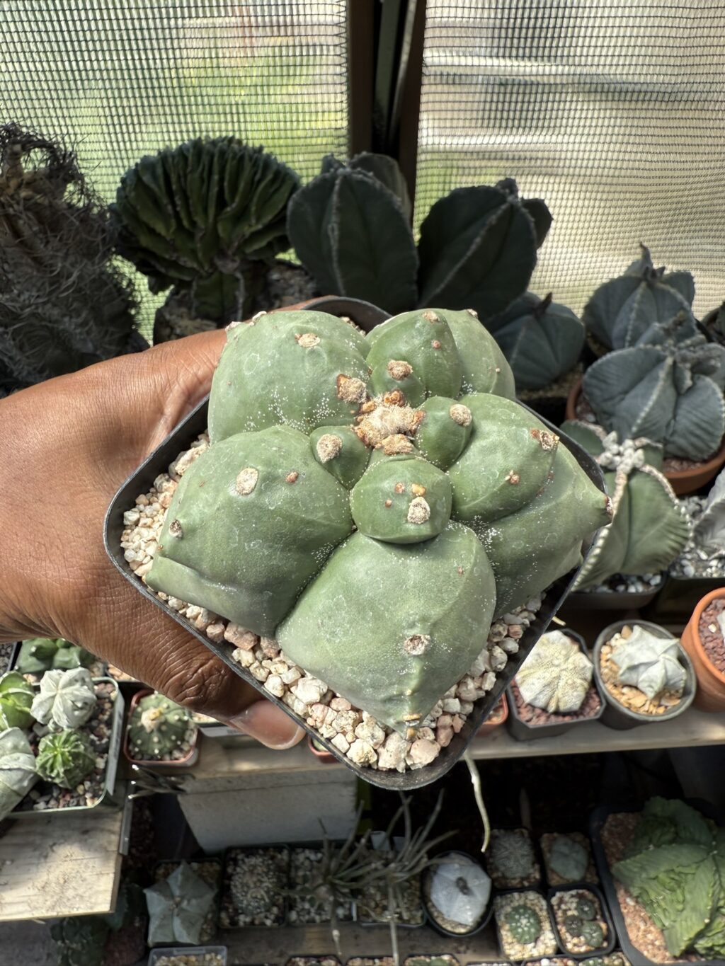 Astrophytum myriostigma cv. Kikko - Image 3