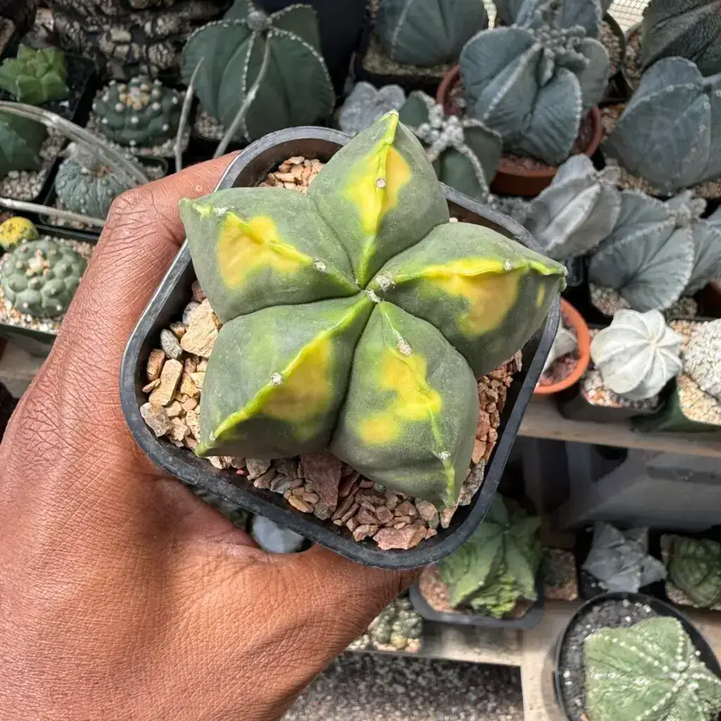 Astrophytum myriostigma cv. Kohyo